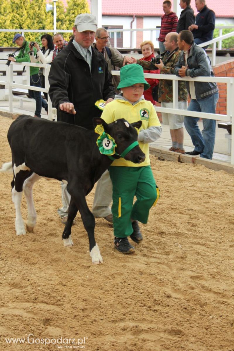 Mali Hodowcy VII Ogólnopolska Wystawa Bydła Hodowlanego w Sielinku 2012