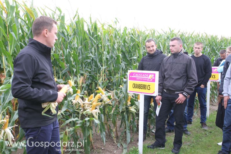 Poletka doświadczalne Caussade Nasiona w Dziećmiarkach 2017