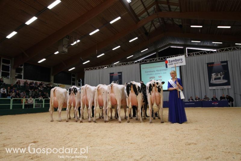 Wystawa  Blickpunkt Rind 2013 w miejscowości Paaren/Glien (Niemcy)