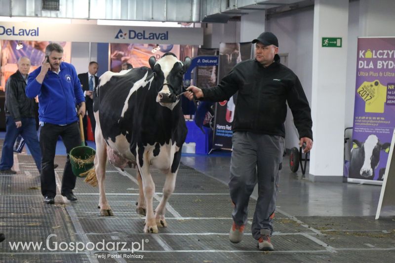 Krajowa Wystawa Zwierząt Hodowlanych w Poznaniu 2017 (piątek, 5 maja)