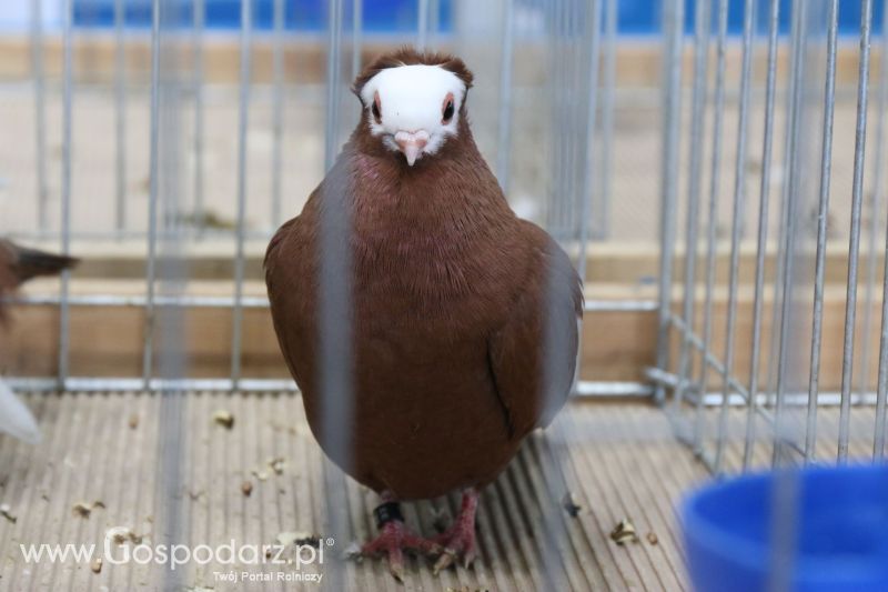 Krajowa Wystawa Zwierząt Hodowlanych w Poznaniu 2017 (sobota, 6 maja)