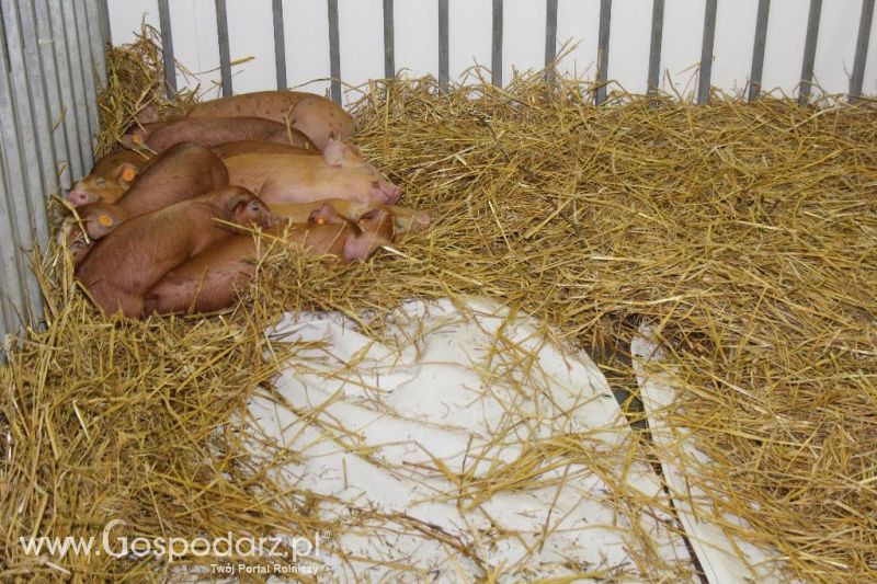 XXVI Krajowa Wystawa Zwierząt Hodowlanych - piątek
