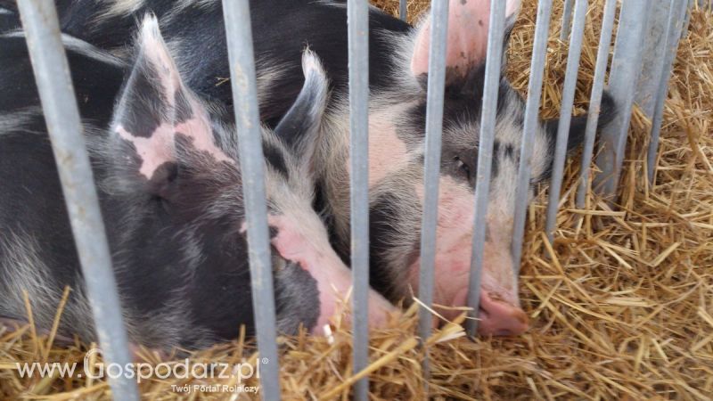 KWZH 2015. Bliskie spotkania ze zwierzętami hodowlanymi