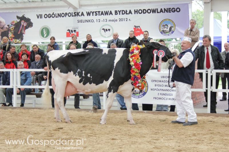 Prezentacja Championów na VII Ogólnopolskiej Wystawie Bydła Hodowlanego w Sielinku 2012