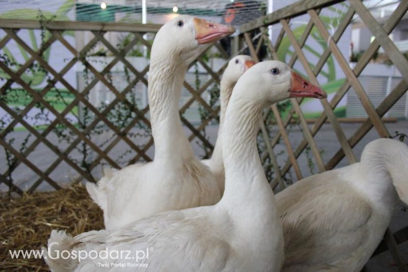 XXVI Krajowa Wystawa Zwierząt Hodowlanych - sobota i niedziela