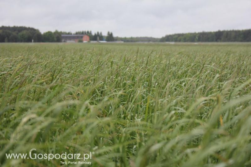 Polskie Zboża i Zielone Agro Show 2013