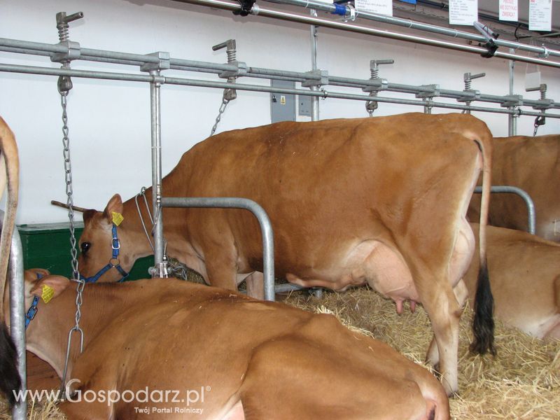 Bydło mleczne na XXV Krajowej Wystawie Zwierząt Hodowlanych