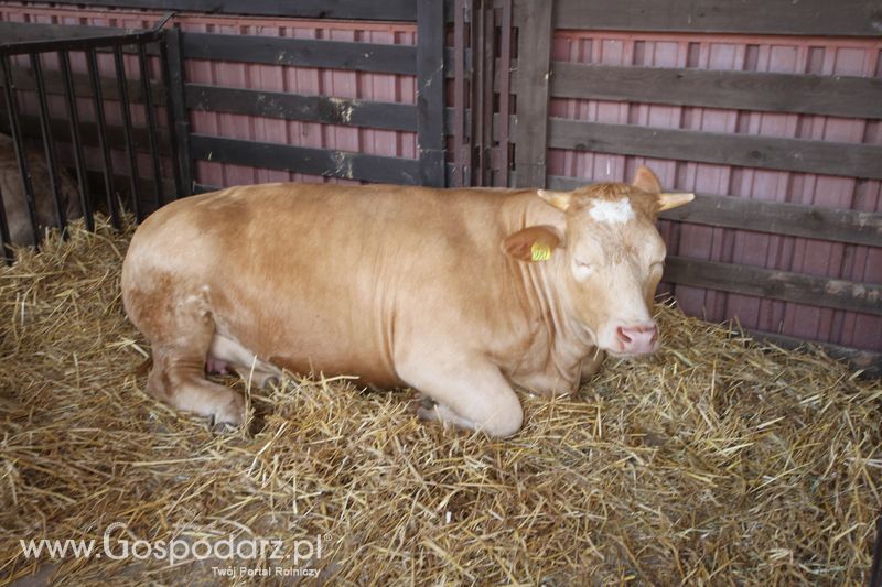  Regionalna Wystawa Zwierząt Hodowlanych W Szepietowie 2016 z Gospodarz.pl