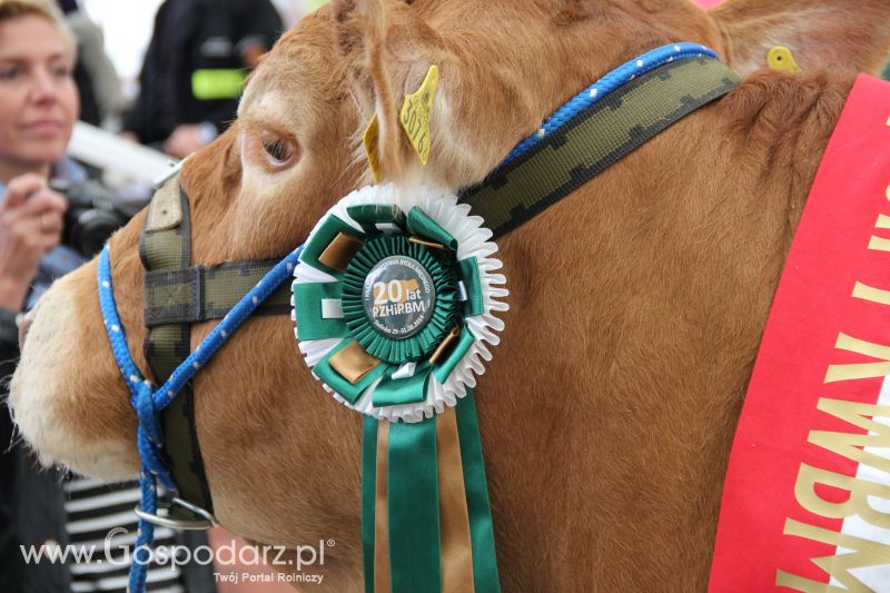 I Krajowa Wystawa Bydła Mięsnego w Sielinku - niedziela