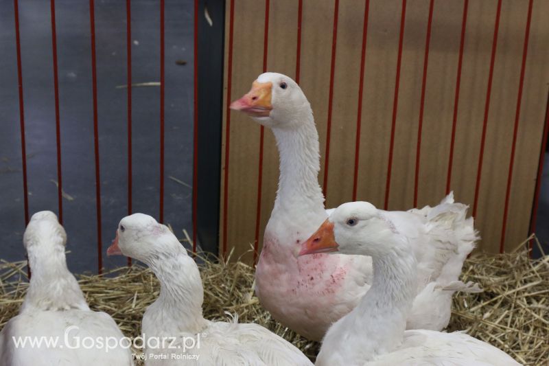 Krajowa Wystawa Zwierząt Hodowlanych w Poznaniu 2017 (sobota, 6 maja)