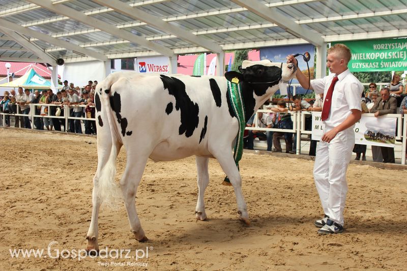Czempioni XVII Regionalnej Wystawy Zwierząt Hodowlanych Sielinko 2011