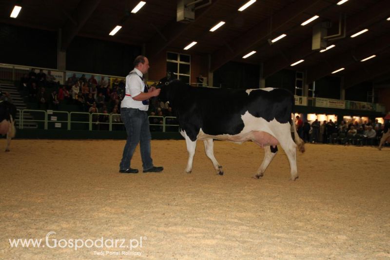 Wystawa  Blickpunkt Rind 2013 w miejscowości Paaren/Glien (Niemcy)