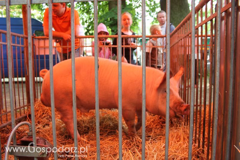  XX Targi Rolnicze Lubniewice