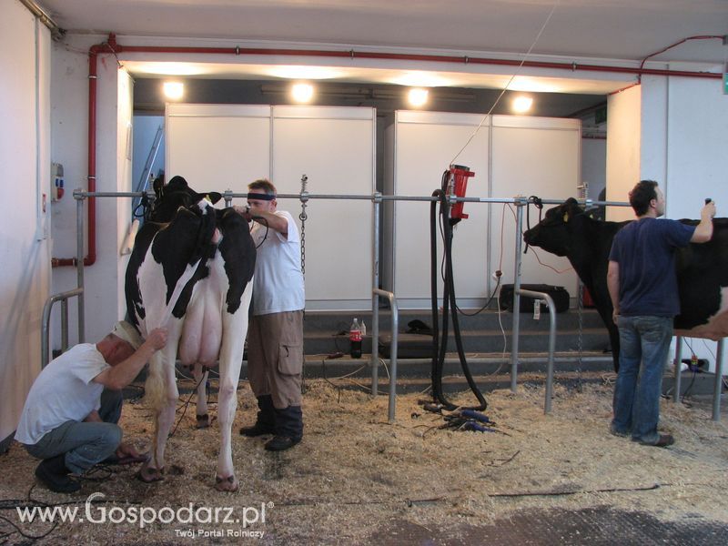 Bydło mleczne na XXV Krajowej Wystawie Zwierząt Hodowlanych