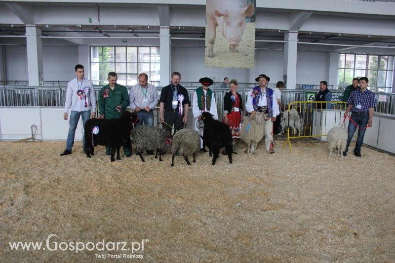 XXVI Krajowa Wystawa Zwierząt Hodowlanych - sobota i niedziela