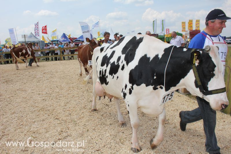 Superchampioni i championi Śląskiej Wystawy Bydła Mlecznego Opolagra 2011