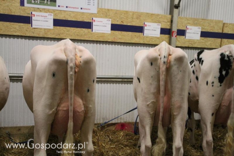 Wystawa  Blickpunkt Rind 2013 w miejscowości Paaren/Glien (Niemcy)