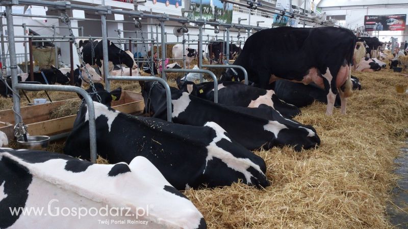 KWZH 2015. Bliskie spotkania ze zwierzętami hodowlanymi