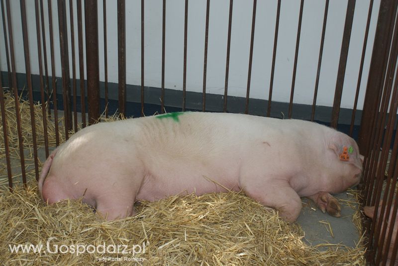 Lochy, knury na XXV Krajowej Wystawie Zwierząt Hodowlanych