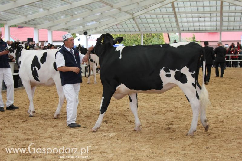VII Ogólnopolska Wystawa Bydła Hodowlanego - Sielinko 2012