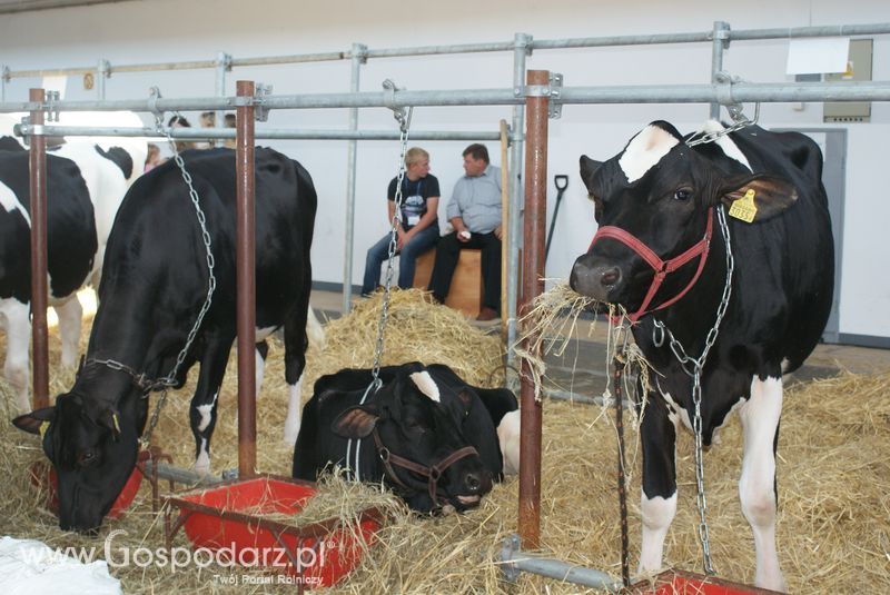 Bydło mleczne na XXV Krajowej Wystawie Zwierząt Hodowlanych