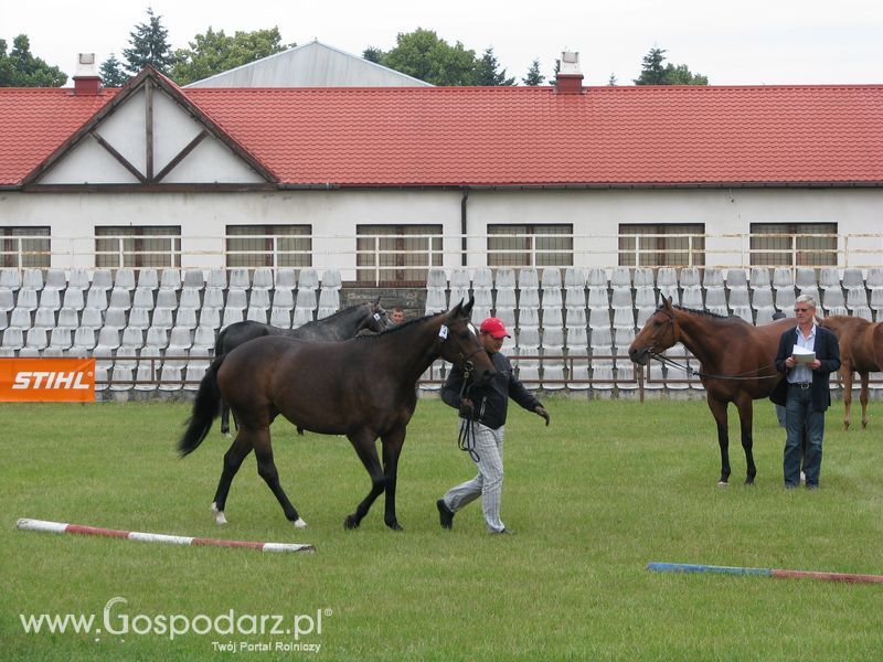 Wystawa Koni Sielinko 2011