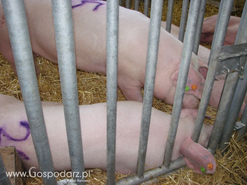 Lochy, knury na XXV Krajowej Wystawie Zwierząt Hodowlanych
