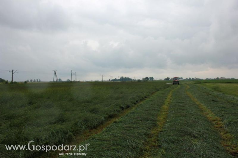 Pokaz maszyn zielonkowych w Pierzyskach k/Gniezna