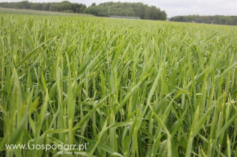 Polskie Zboża i Zielone Agro Show 2013