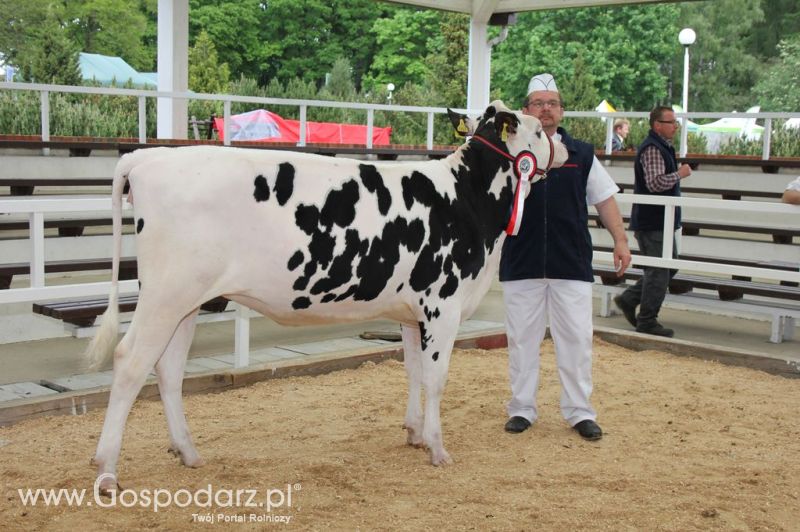 VII Ogólnopolska Wystawa Bydła Hodowlanego - Sielinko 2012