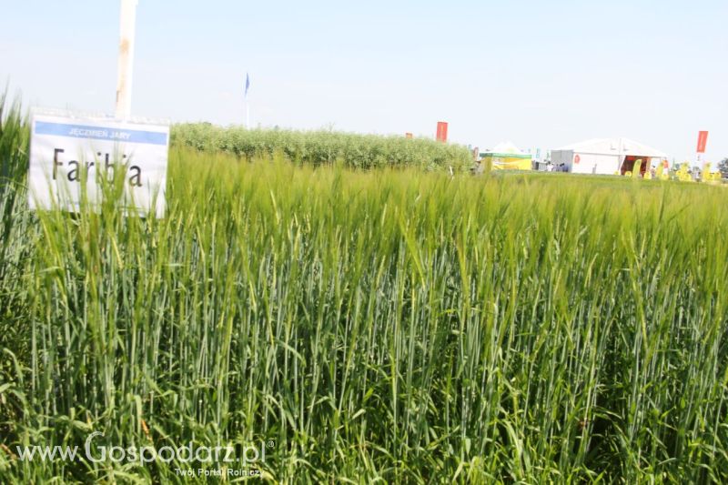 Zielone AGRO SHOW – POLSKIE ZBOŻA 2014 w Sielinku - niedziela