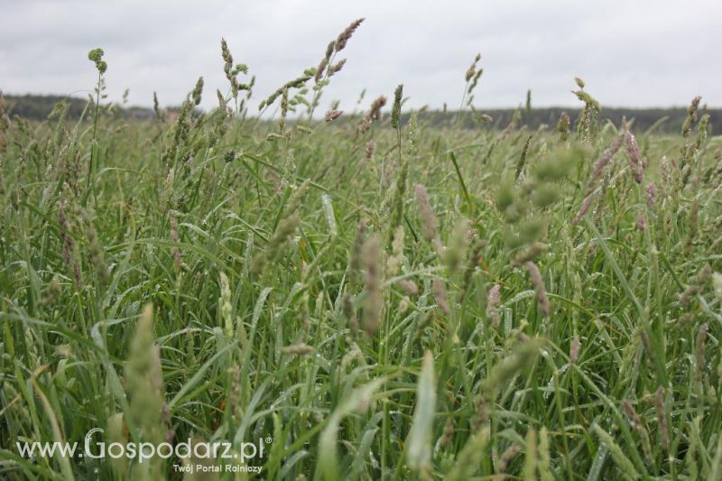 Polskie Zboża i Zielone Agro Show 2013