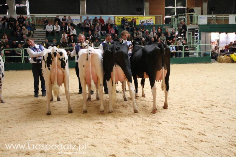 Wystawa  Blickpunkt Rind 2013 w miejscowości Paaren/Glien (Niemcy)