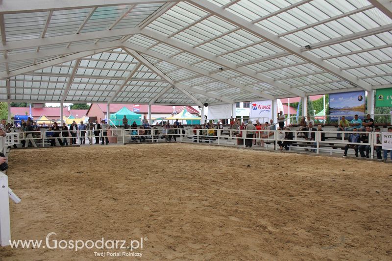 Czempioni XVII Regionalnej Wystawy Zwierząt Hodowlanych Sielinko 2011