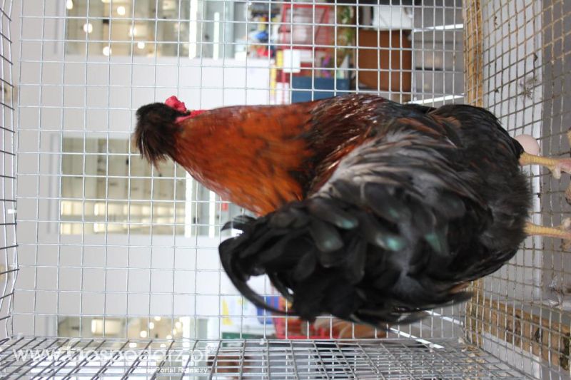 XXVI Krajowa Wystawa Zwierząt Hodowlanych - sobota i niedziela