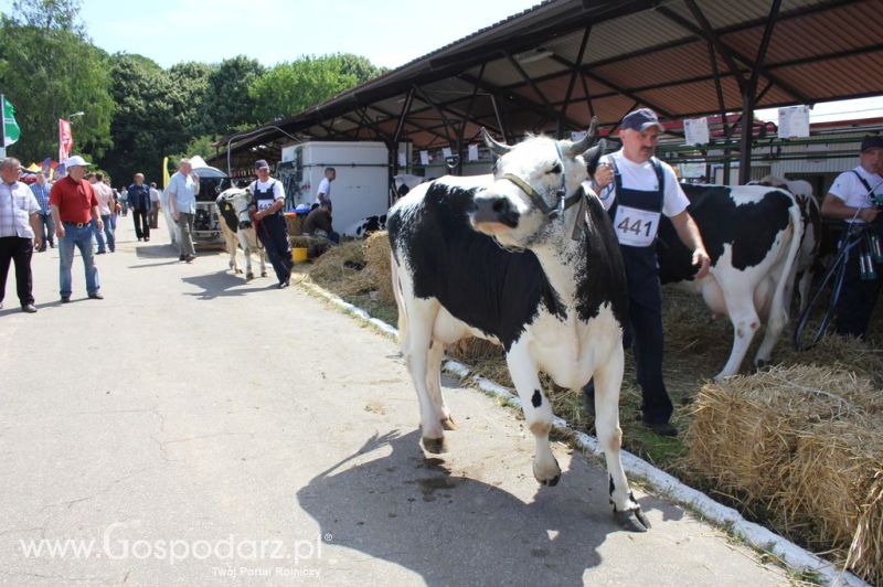 Bydło - Szepietowo 2012 XIX Regionalna Wystawa Zwierząt Hodowlanych