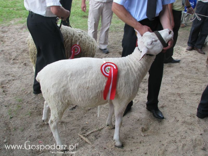 Owce- Szepietowo 2012 XIX Regionalna Wystawa Zwierząt Hodowlanych