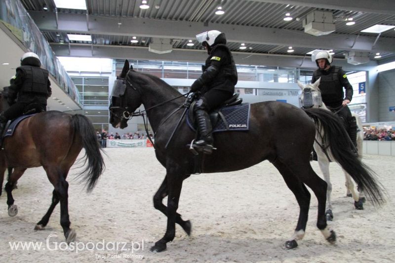 CAVALIADA 2013 w Poznaniu