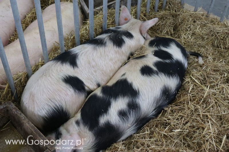 Krajowa Wystawa Zwierząt Hodowlanych w Poznaniu 2017 (piątek, 5 maja)