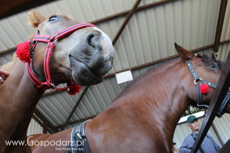 Regionalna Wystawa Zwierząt Hodowlanych i Dni z Doradztwem Rolniczym w Szepietowie-sobota