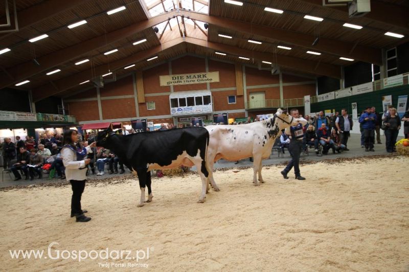 Wystawa  Blickpunkt Rind 2013 w miejscowości Paaren/Glien (Niemcy)