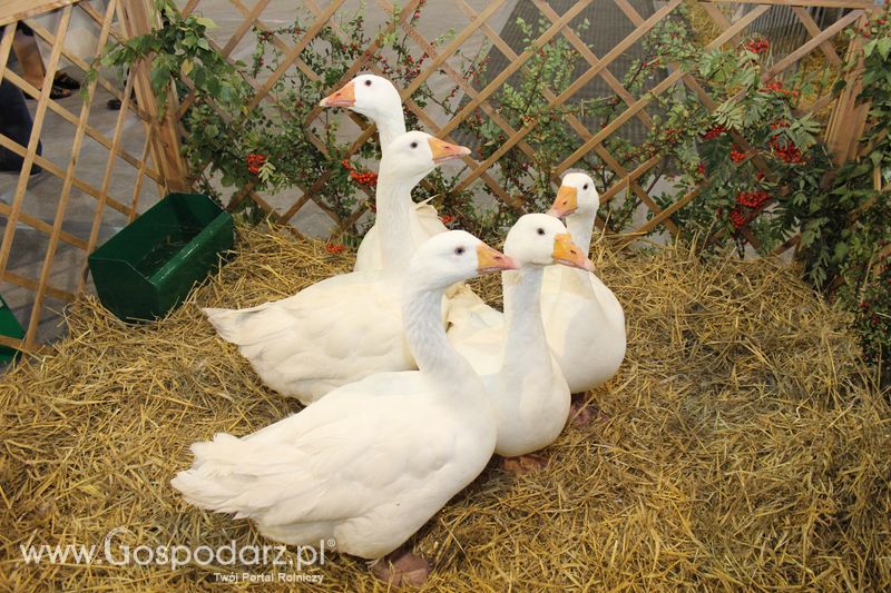 XXV Krajowa Wystawa Zwierząt Hodowlanych Niedziela