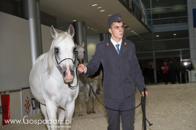 CAVALIADA 2013 w Poznaniu