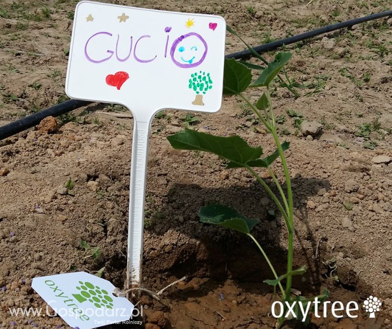 Fotorelacja z majowego Pokazowego Sadzenia Oxytree
