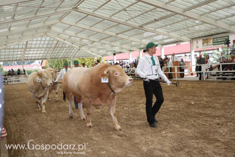 I Krajowa Wystawa Bydła Mięsnego w Sielinku - sobota