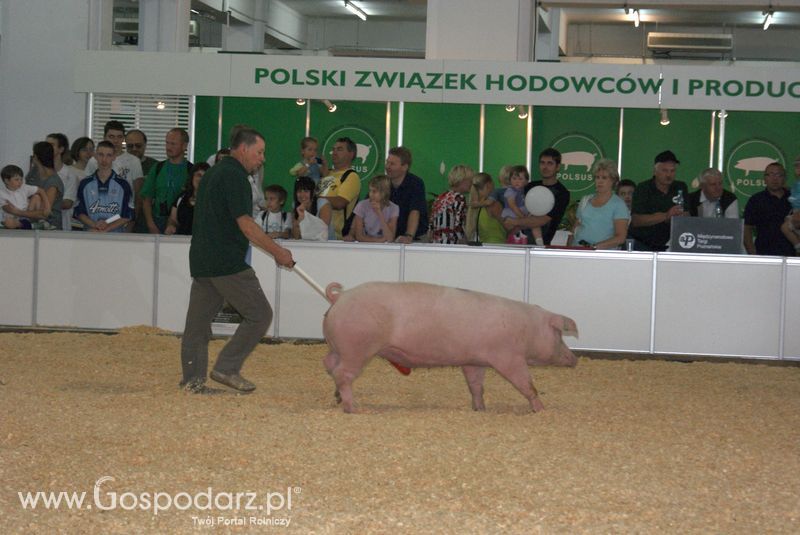 Lochy, knury na XXV Krajowej Wystawie Zwierząt Hodowlanych