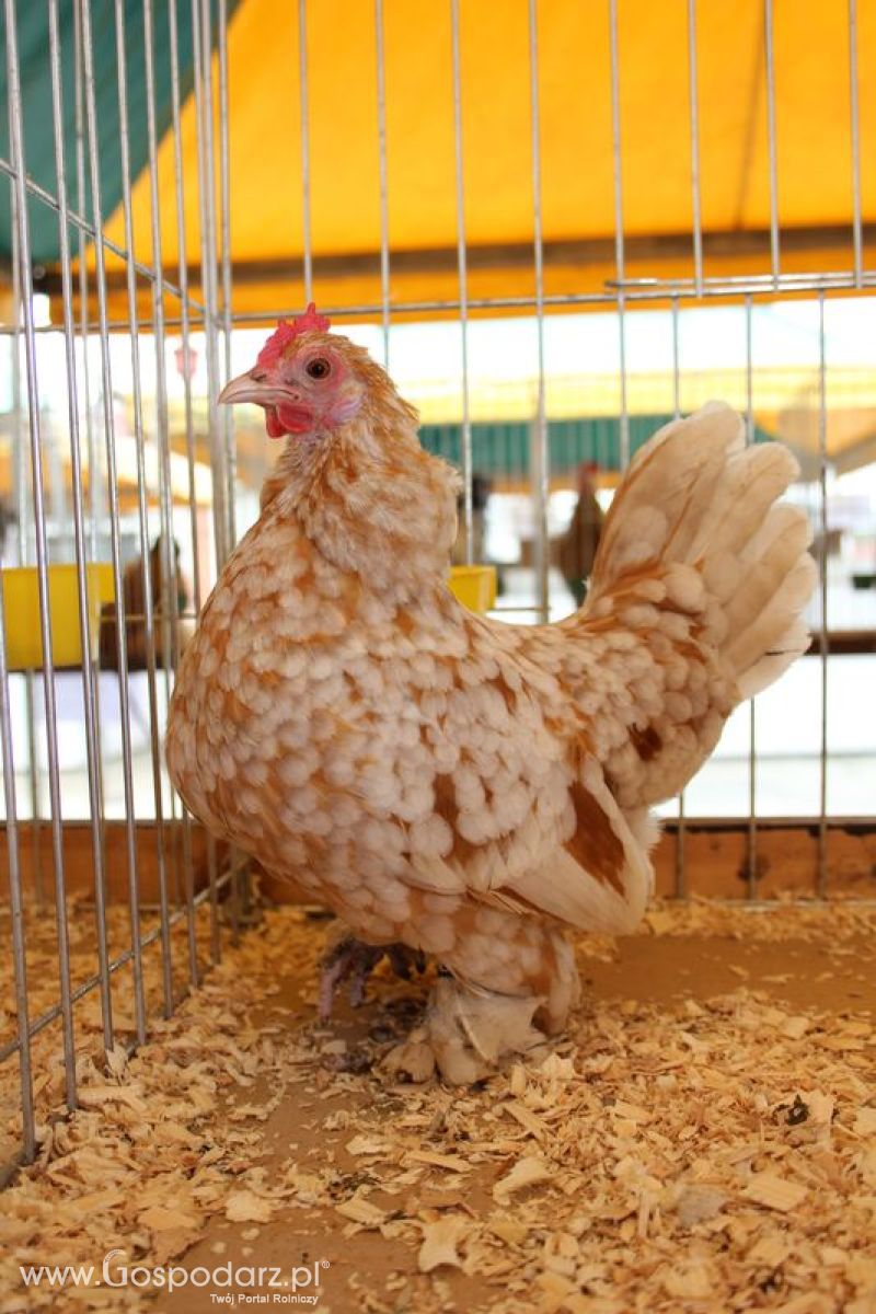 Wielkopolskie Targi Rolnicze „Sielinko 2011”  - Sobota