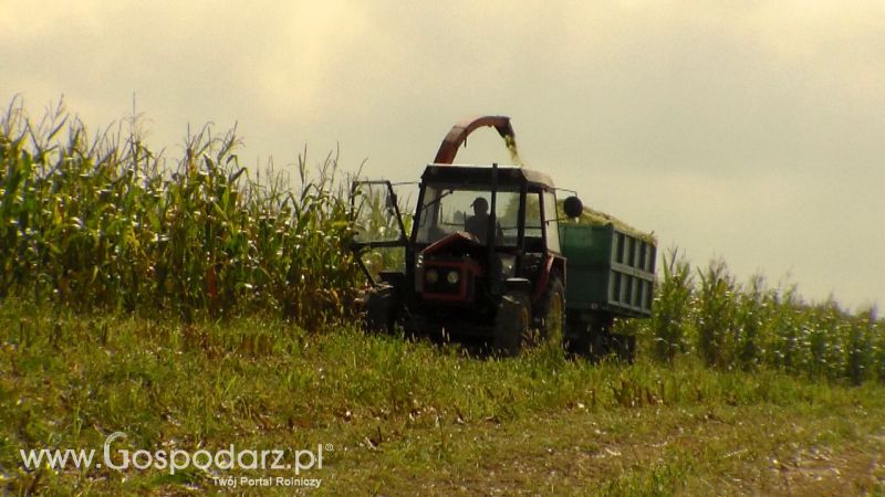 Kiszonka 2013