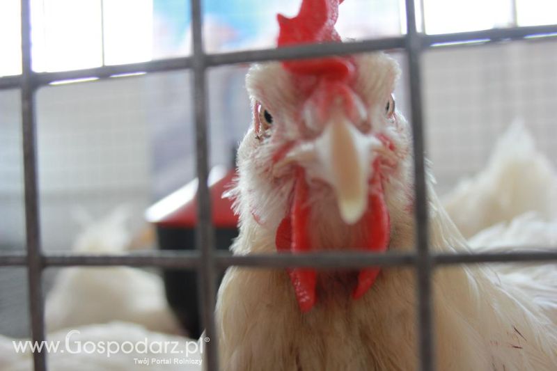 Regionalna Wystawa Zwierząt Hodowlanych i Dni z Doradztwem Rolniczym w Szepietowie-niedziela