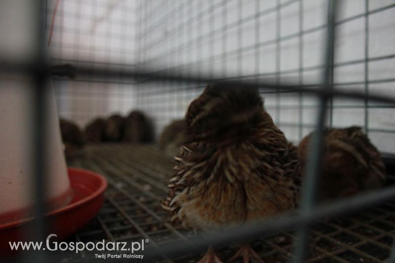 Regionalna Wystawa Zwierząt Hodowlanych i Dni z Doradztwem Rolniczym w Szepietowie-niedziela